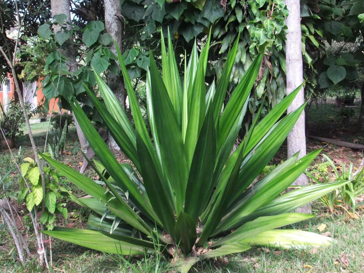 Eco Pousada Passaredo São Miguel Arcanjo Exterior foto